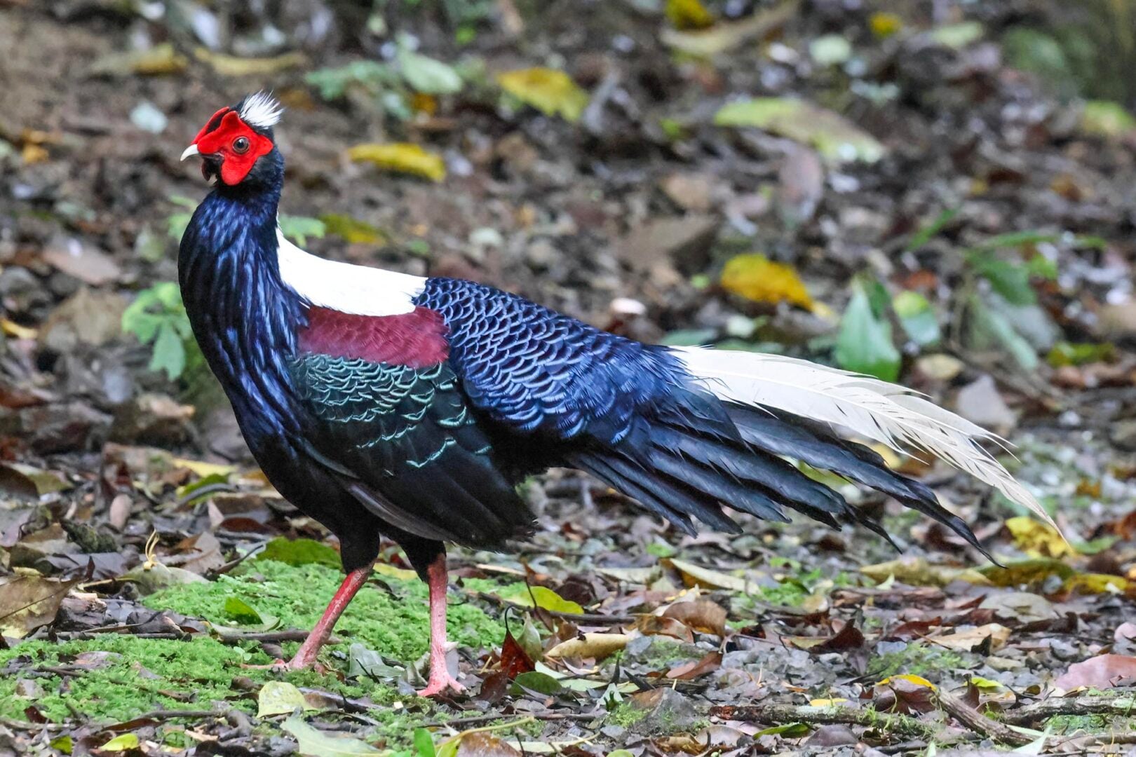 Swinhoe's Pheasant