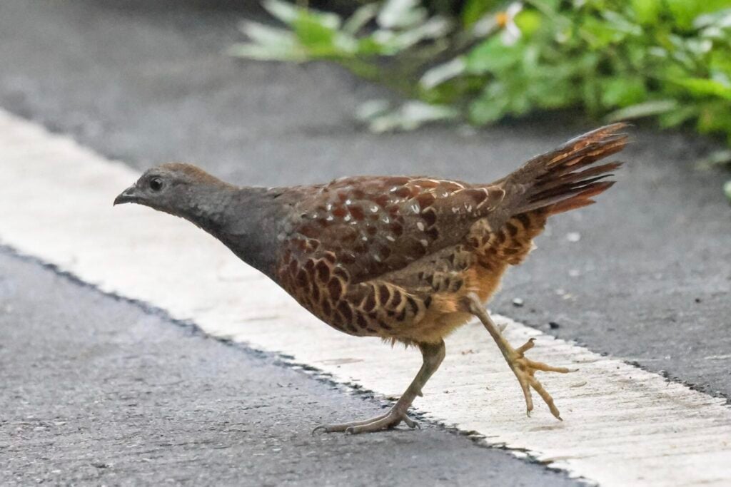 Taiwan Bamboo Partridge