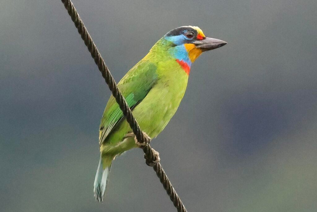 Taiwan Barbet