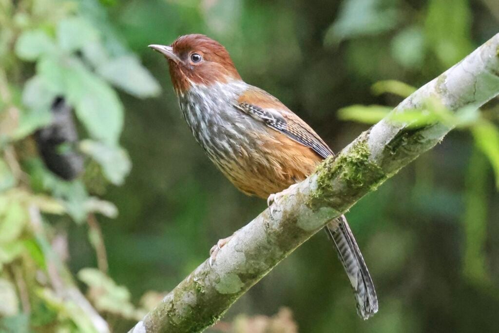 Taiwan Barwing