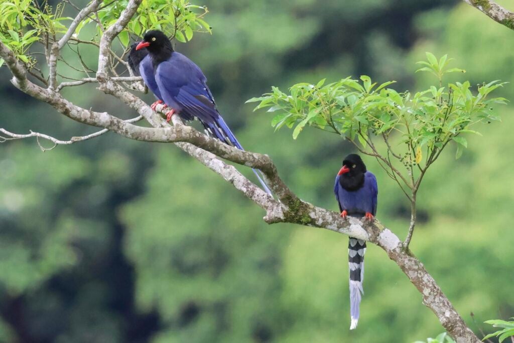 Taiwan Blue Magpie
