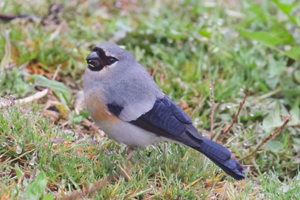 Taiwan Bullfinch