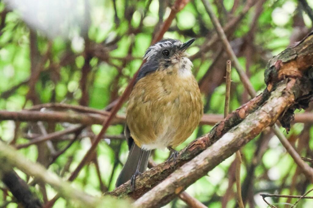Taiwan Bush Robin