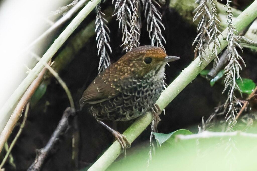 Taiwan Cupwing