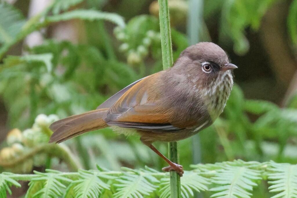 Taiwan Fulvetta