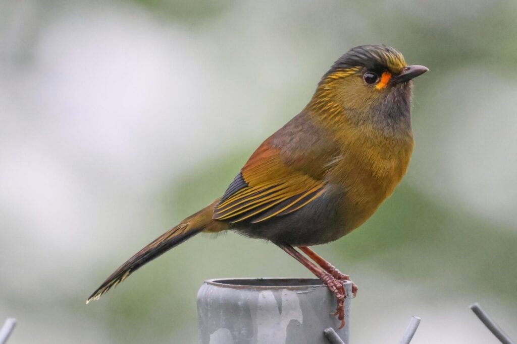 Taiwan Liocichla