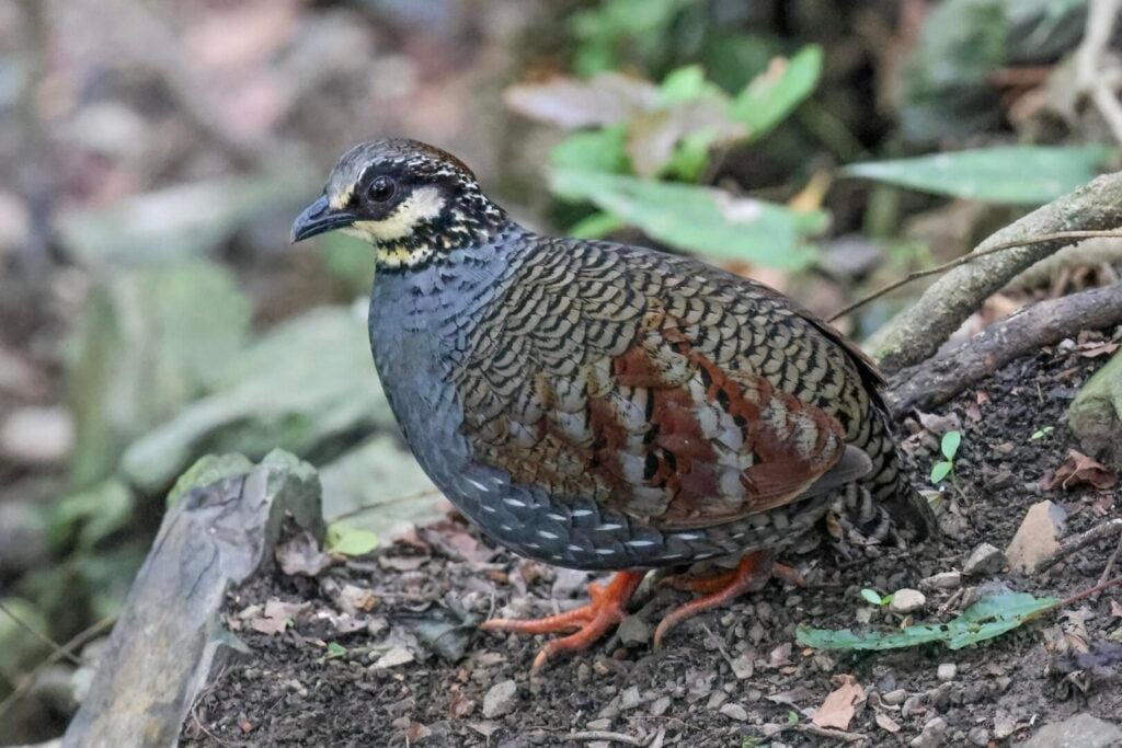 Taiwan Partridge