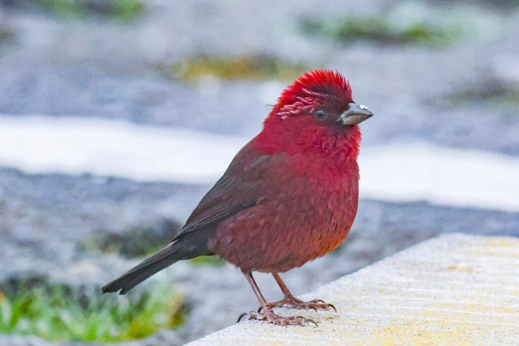 Taiwan Rosefinch