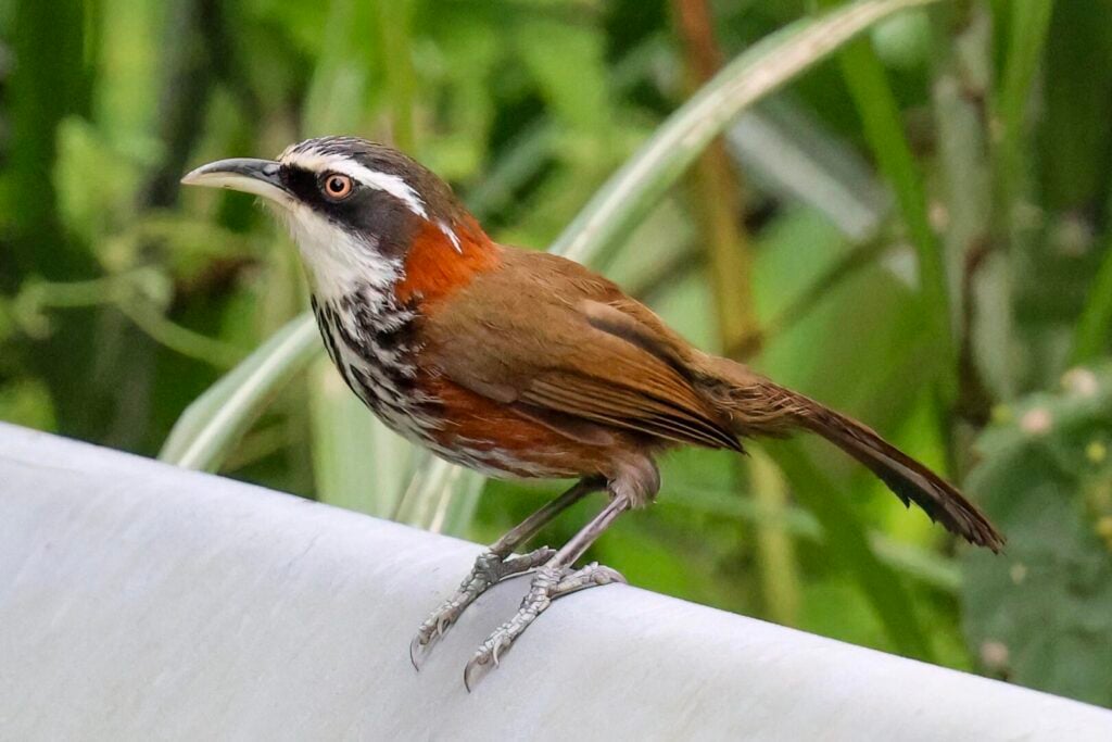 Taiwan Scimitar Babbler