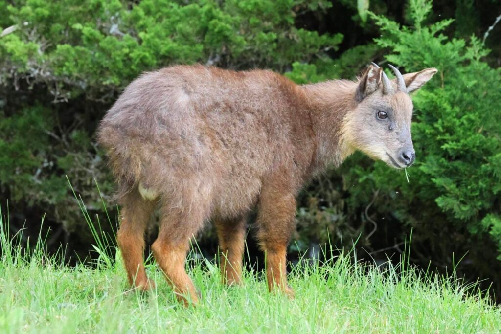 Taiwan Serow