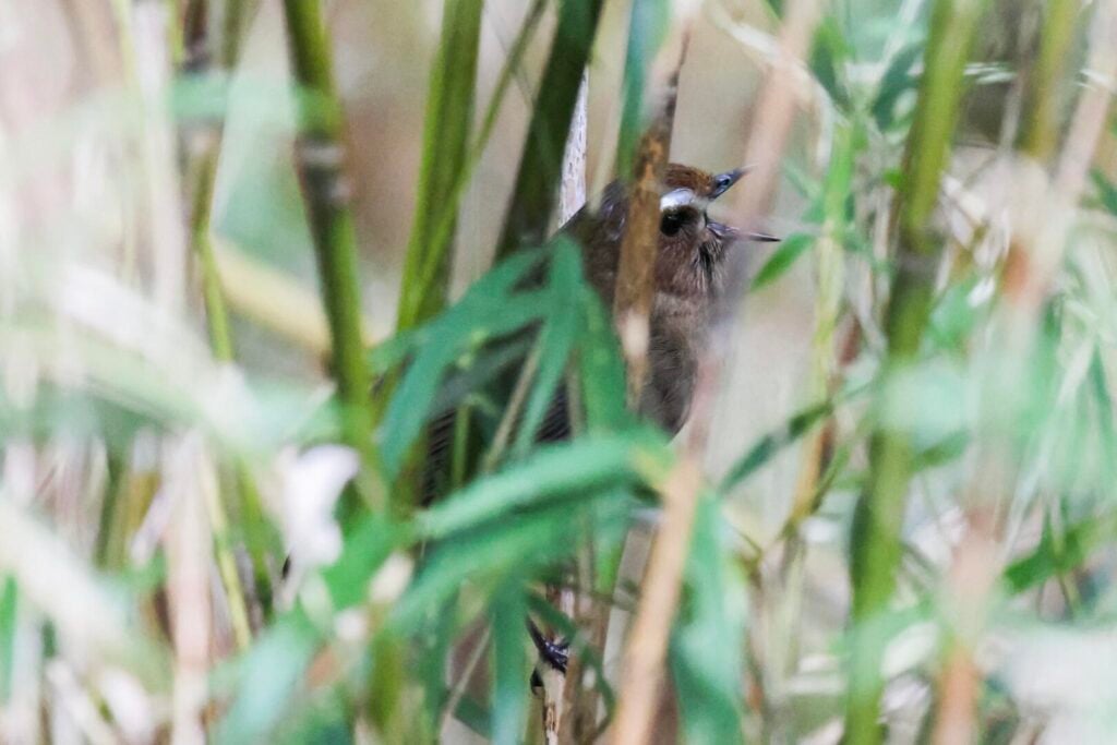 Taiwan Shortwing