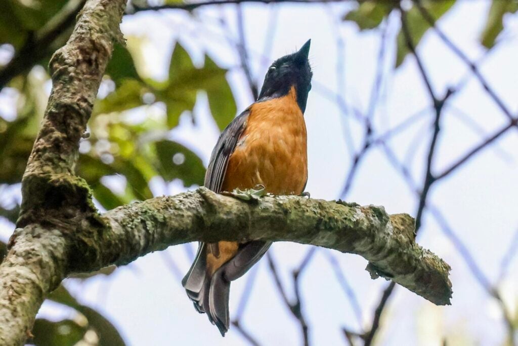 Taiwan Vivid Niltava