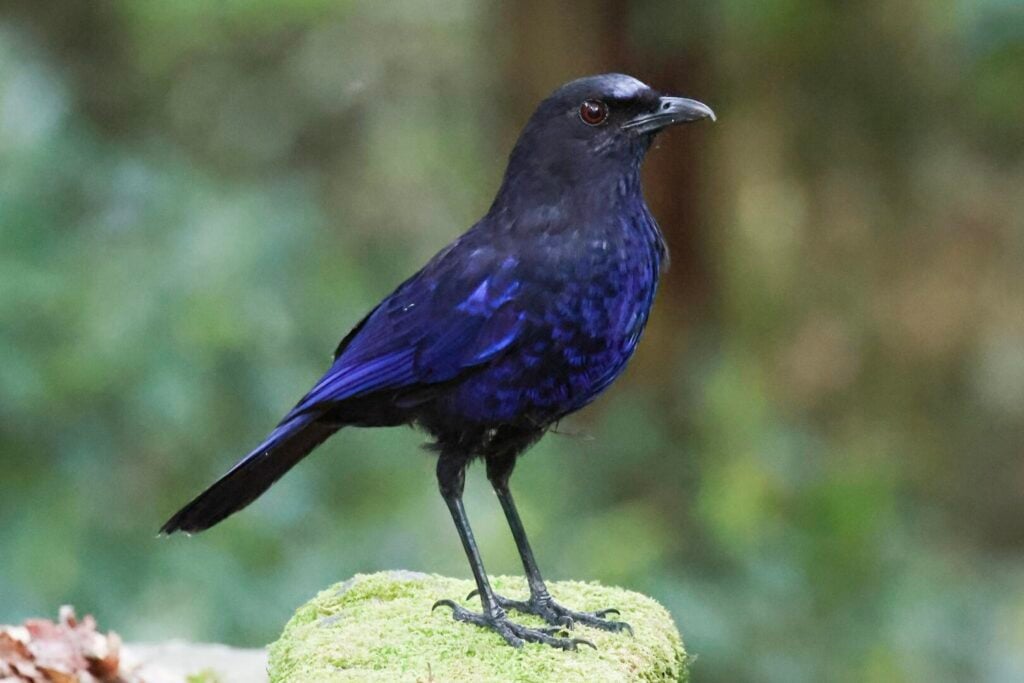 Taiwan Whistling Thrush