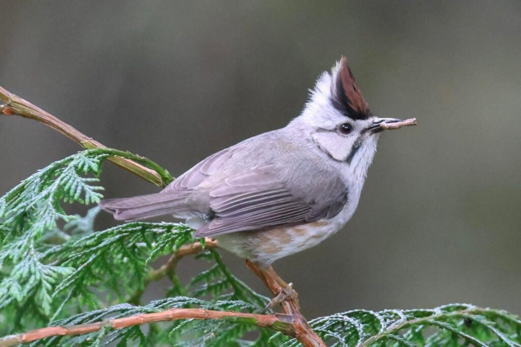Taiwan Yuhina