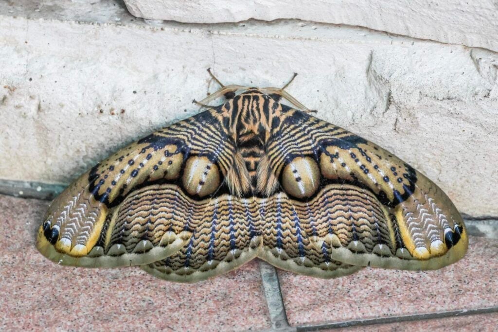 Taiwanese Owl Moth