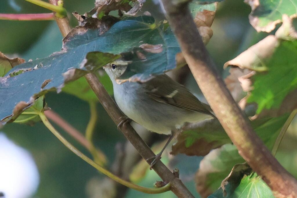 Two-barred Warbler
