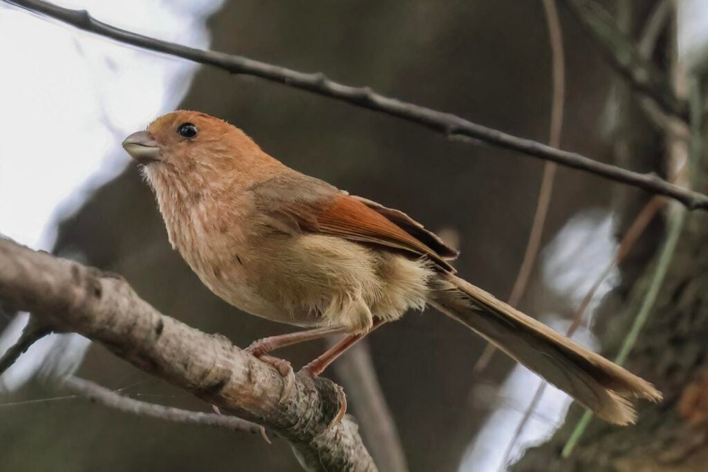 Vinous-throated Parrotbill