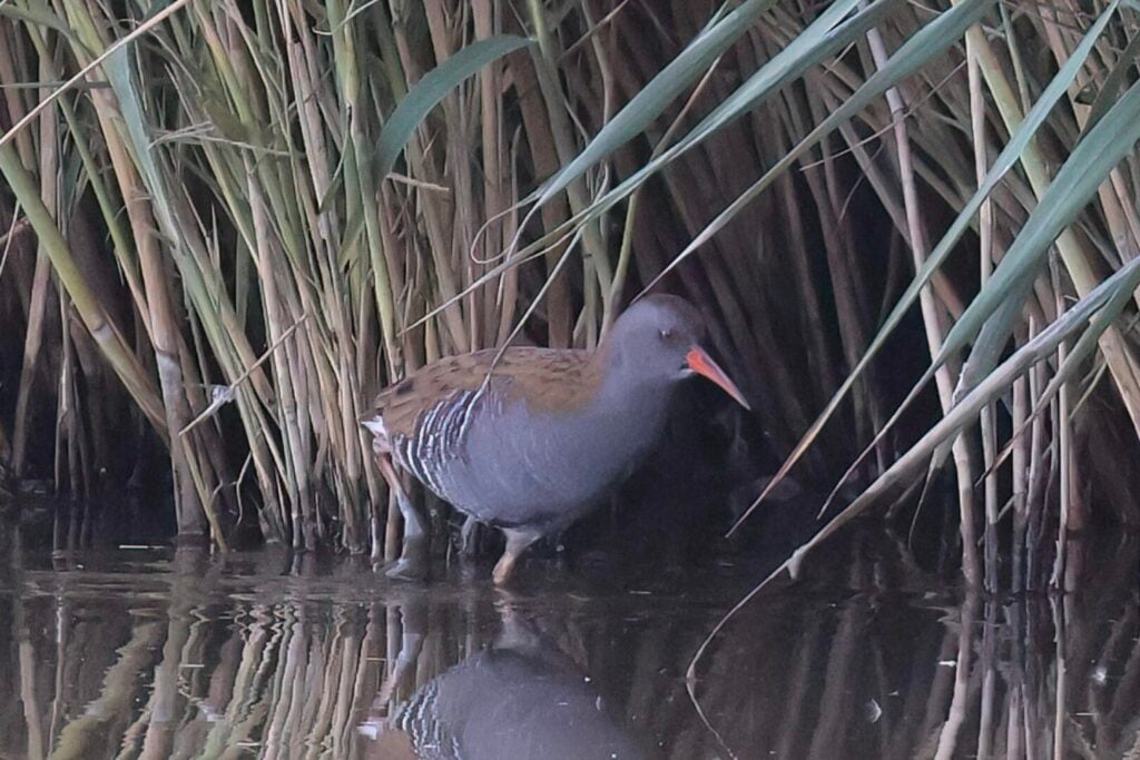 Water Rail
