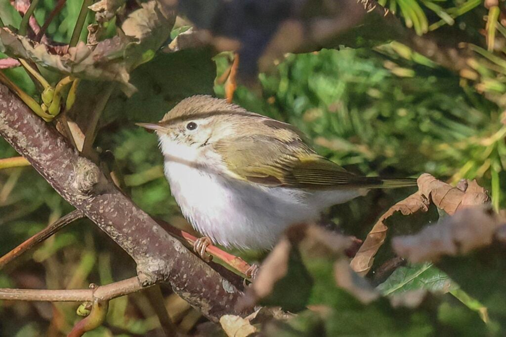 Western Bonelli's Warbler