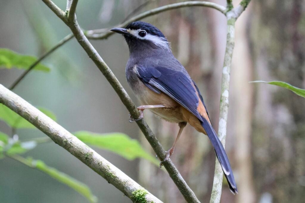 White-eared Sibia