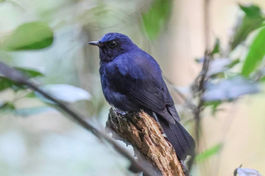 White-tailed Robin