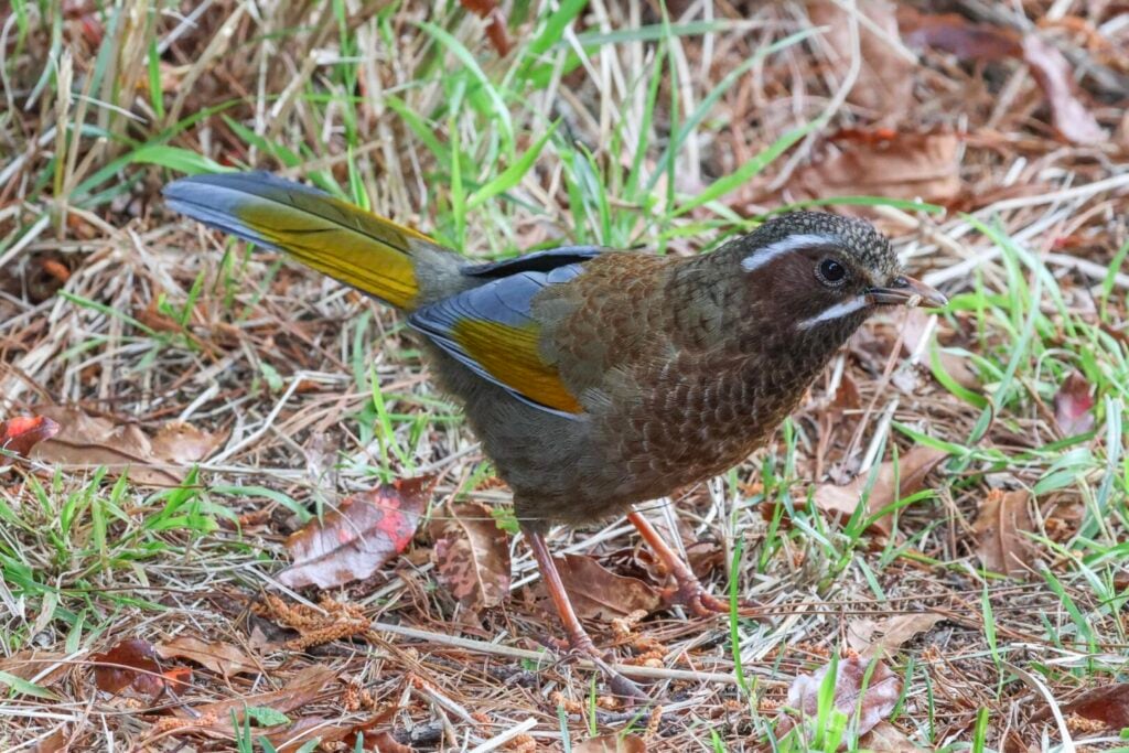 White-whiskered Laughingthrush