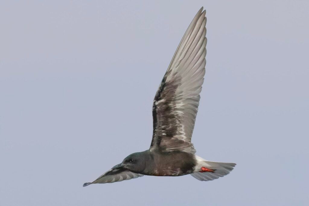White-winged Black Tern