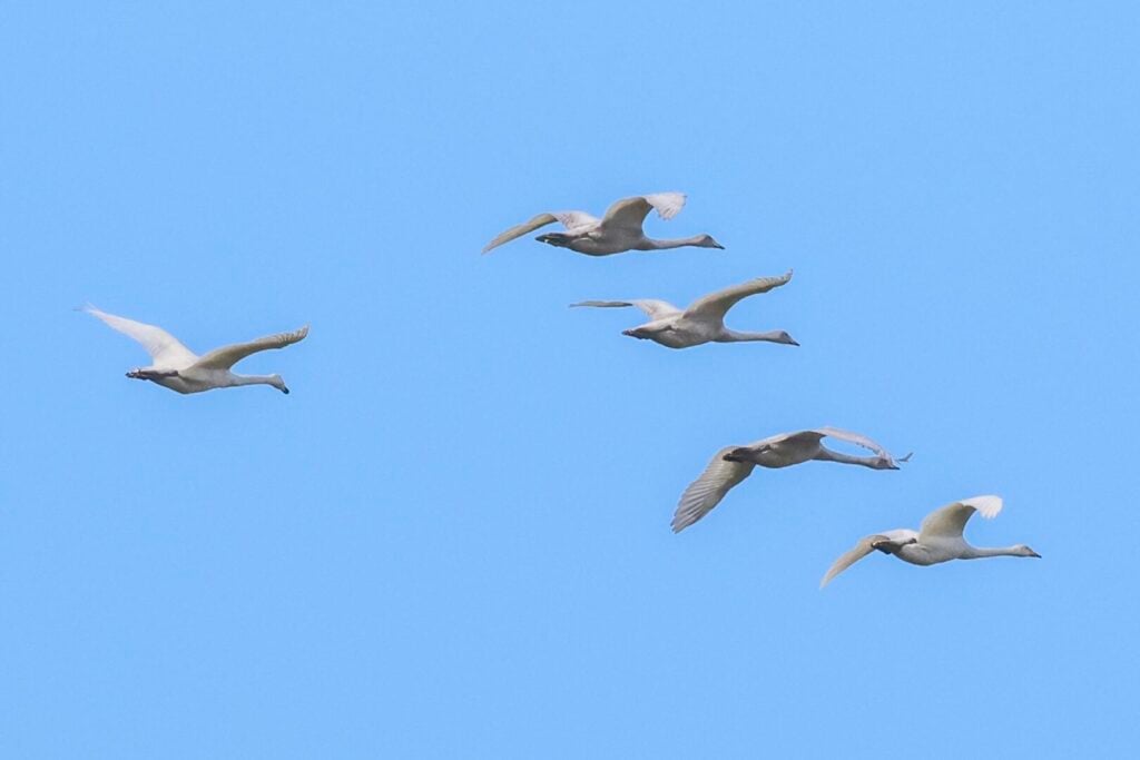Whooper Swans