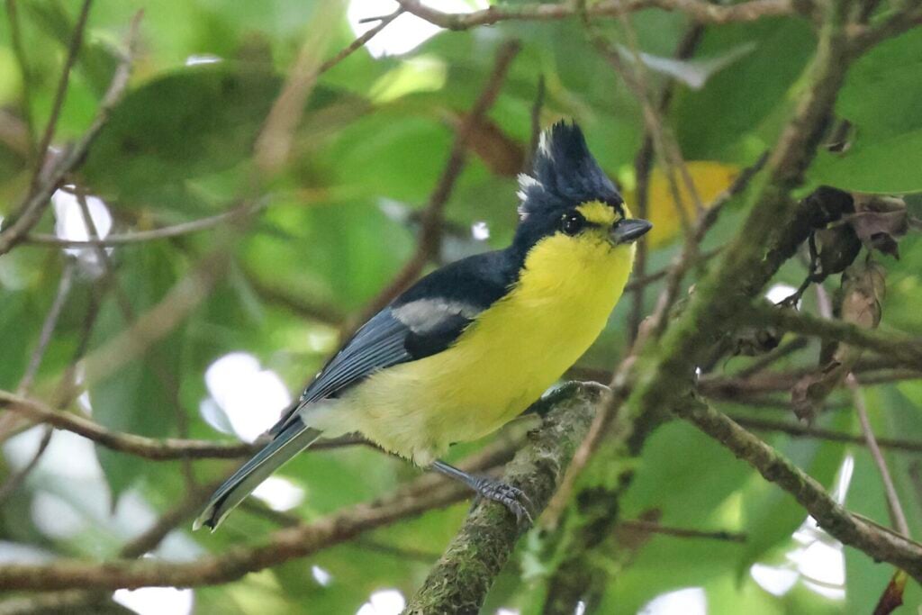 Yellow Tit