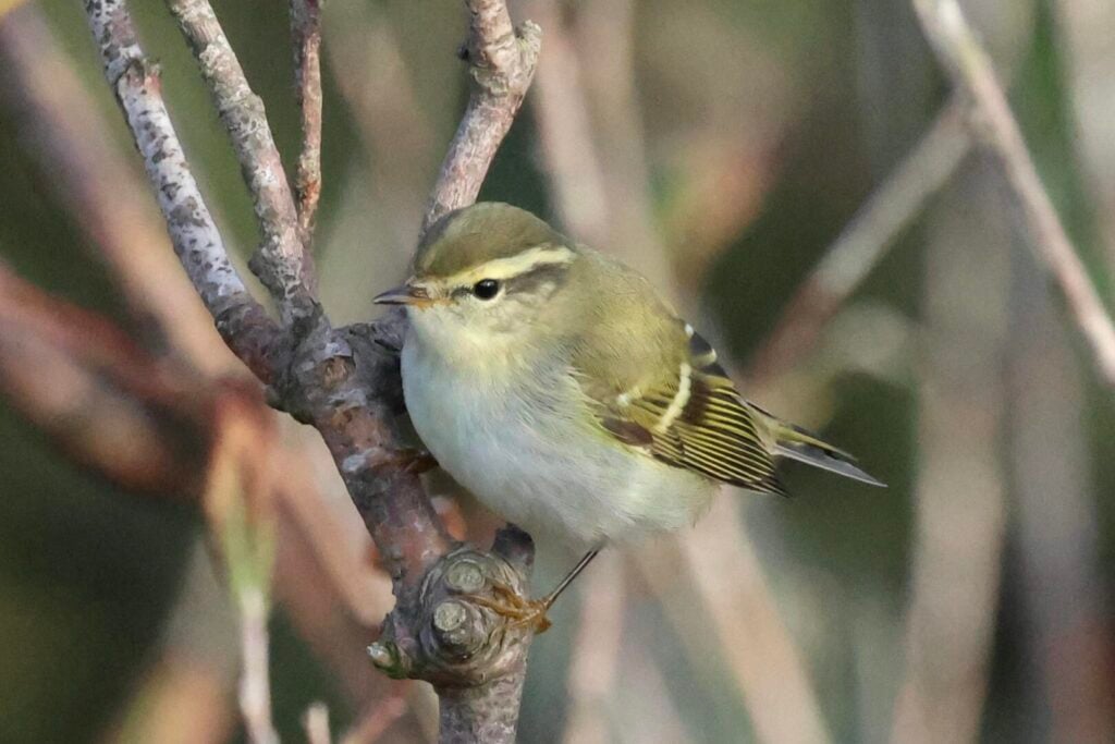 Yellow-browed Warbler