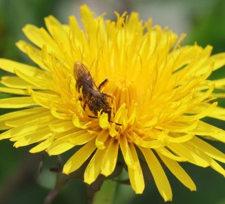 common-furrow-bee