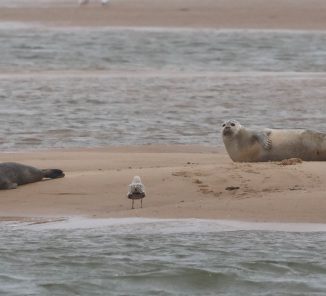 common-seals