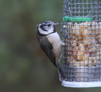 crested-tit