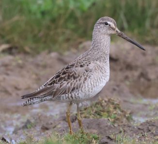 long-billed-dowitcher-1