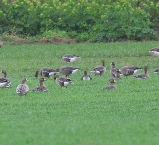 white-fronted-geese
